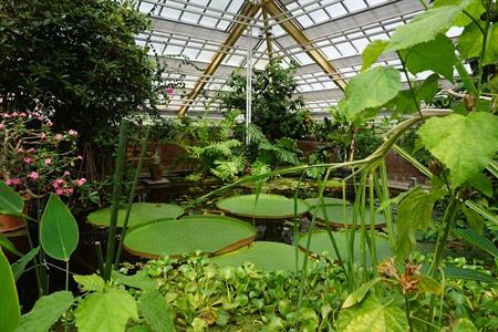 Victoriakas in de Hortus Botanicus in Leiden bezoeken
