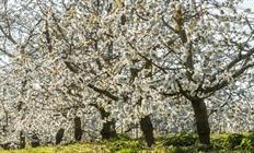 Bloesems in Vlaanderen