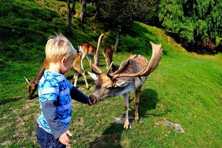 Aai de wilde herten in de omgeving van het Gastenverblijf