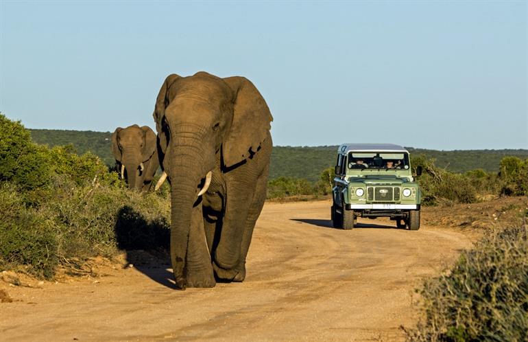 Addo Elephant Park bezoeken