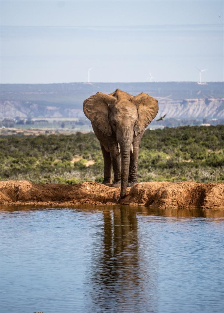 Addo Elephant Park 