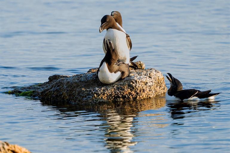 Alk spotten op Gotland