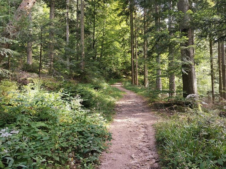 Allerheiligen bronnen wandeling, Zwarte Woud