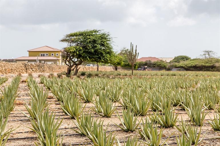 Aruba Aloe Museum bezoeken, Aruba