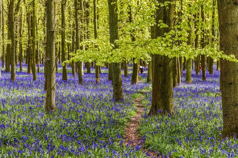 Ashridge Wood in Newbury, VK