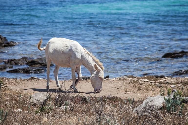 Asinara National Park