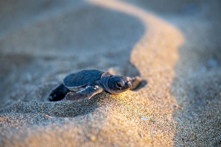 Baby schildpad op Lara Beach, Cyprus