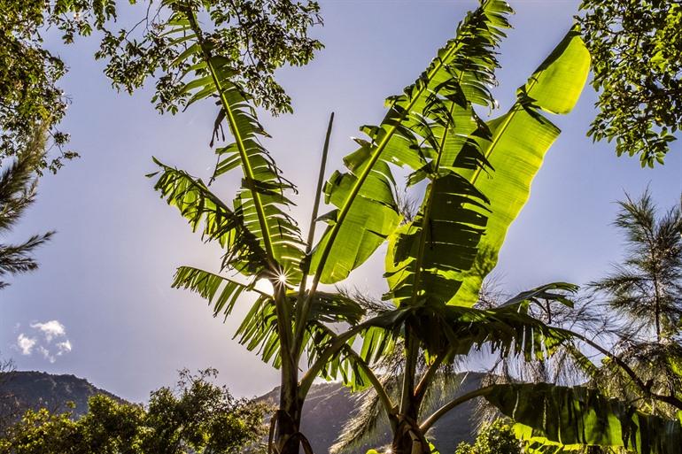 Bananenbomen tijdens je hike