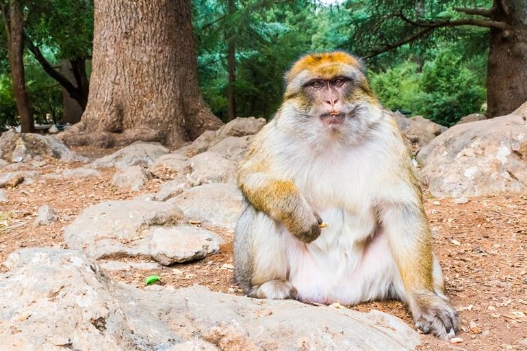 Berber apen in Ifrane Nationaal Park
