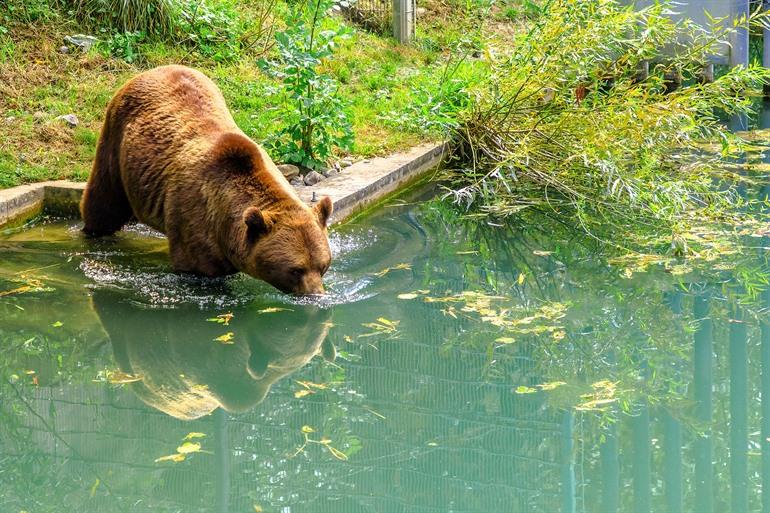 Beren spotten in de Bärengraben