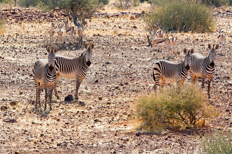 Bergzebra's spotten tijdens de Etendeka Walking Trail