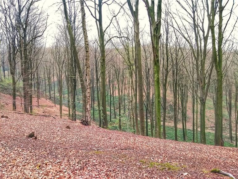 Beukenhof in Kluisbergen, Vlaamse Ardennen