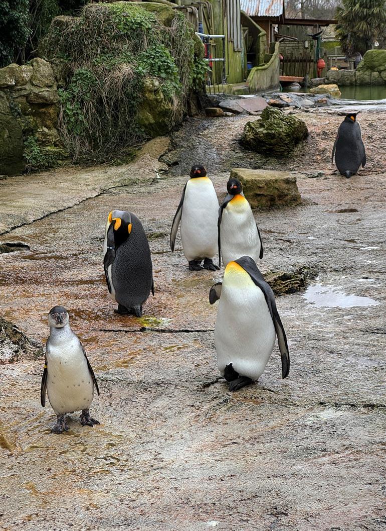 Bezoek aan Birdland Park and Gardens