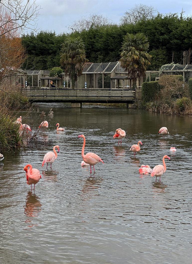 Bezoek aan Birdland Park and Gardens