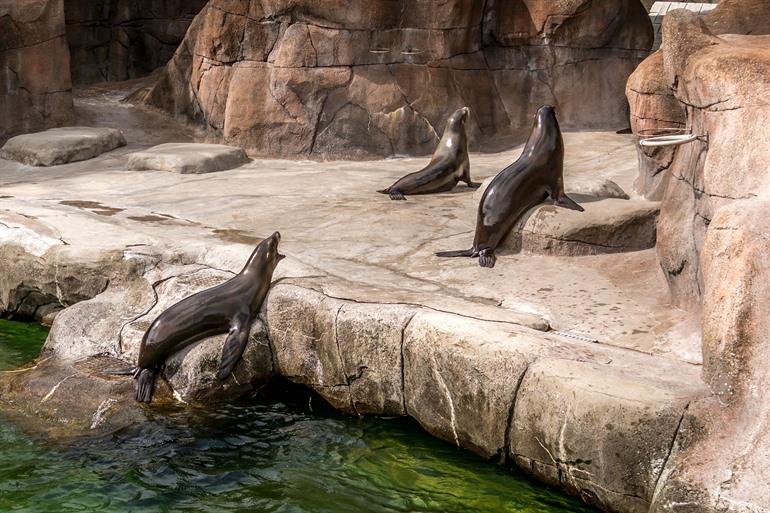 Bezoek de Aalborg Zoo, Denemarken