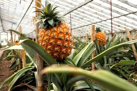 Bezoek de plantages op de Azoren: thee-, ananas- en koffieplantages + boek je rondleiding