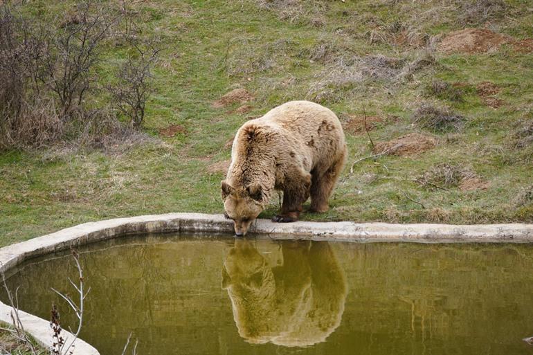 Bezoek de geredde beren uit Kosovo en Albanië, boek je tickets voor het Bear Sanctuary Pristina
