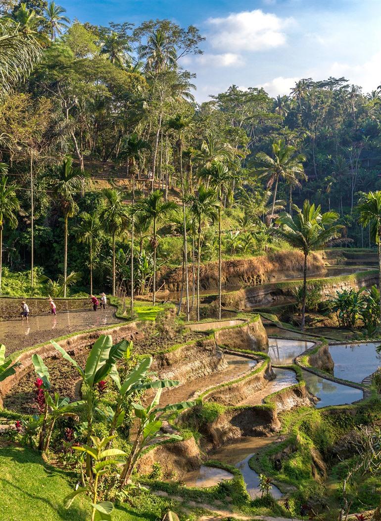 Bezoek de rijstterrassen van Tegalalang, Ubud