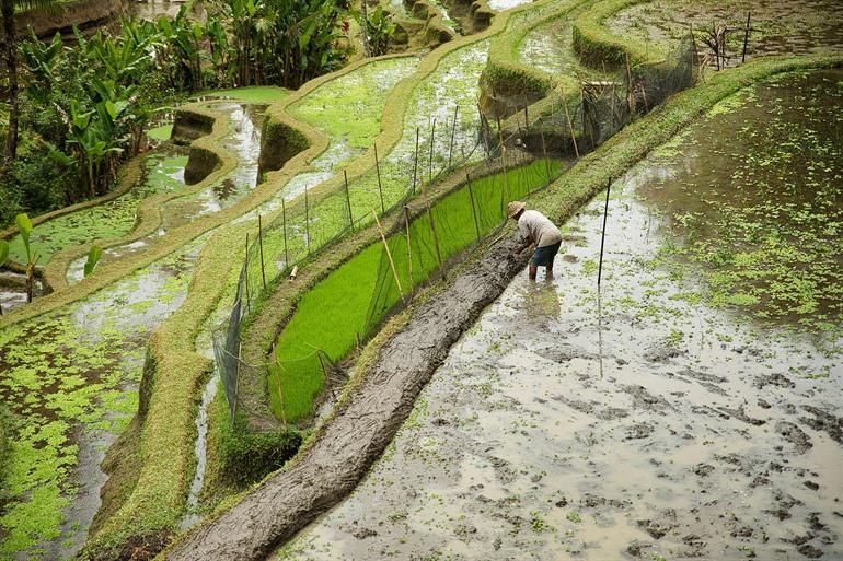 Bezoek de rijstterrassen van Tegalalang, Ubud