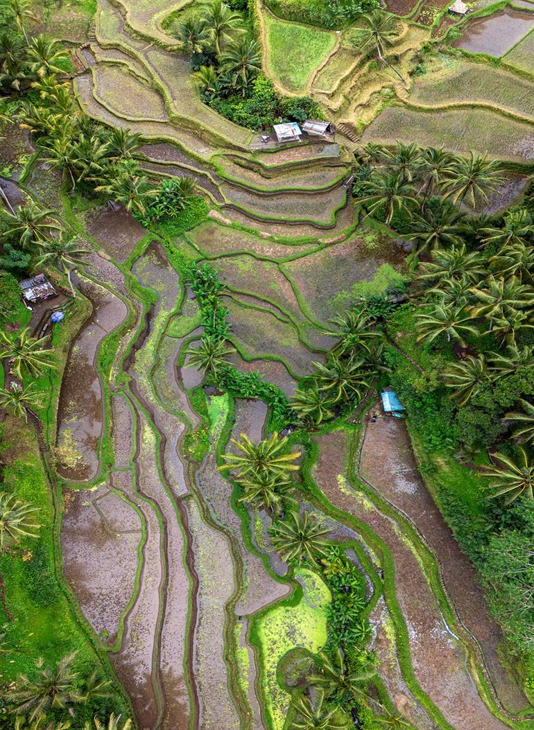 Bezoek de rijstterrassen van Tegalalang, Ubud