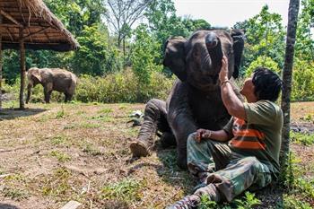 Bezoek een Elephant Sanctuary in Chiang Mai 