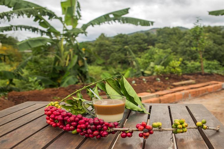 Bezoek een koffieplantage in Vietnam