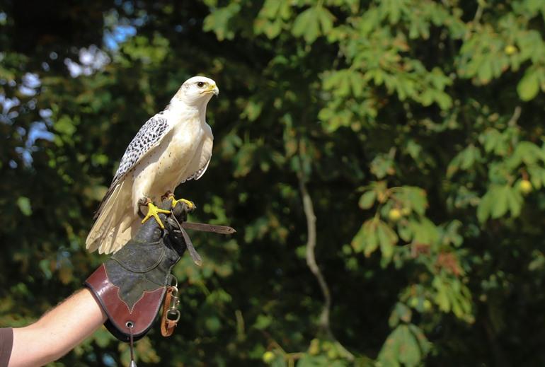 Bird Show Pairi Daiza