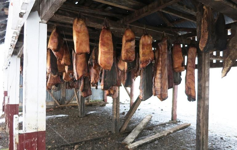 Bjarnarhöfn haaienmuseum