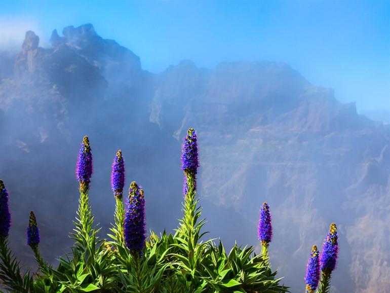 Bloemen op Madeira