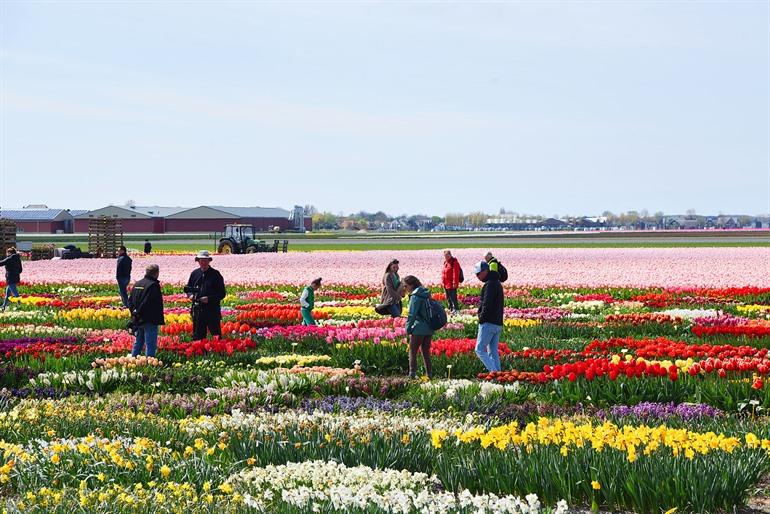 Bloemen plukken in Julianadorp, Kop van Noord-Holland