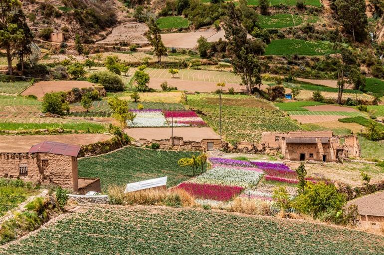 Bloemenvelden in de buurt van Tarma