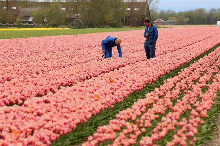 Bloemvelden in Breezand, Noord-Holland