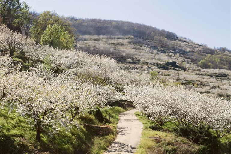 Bloesems in Valle del Jerte
