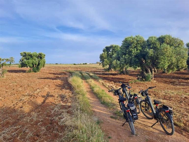 Boek een e-biketour met een bezoek aan een plaatselijke oliemolen incl. een proeverij
