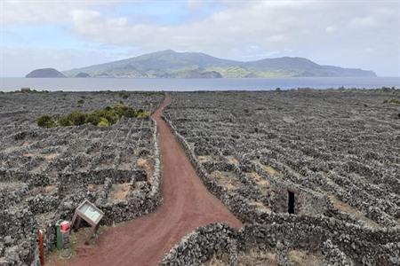 Boek hier een dagtour cultureel en natuurlijk landschap op Pico