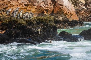 Bootexcursie naar de Islas Ballestas