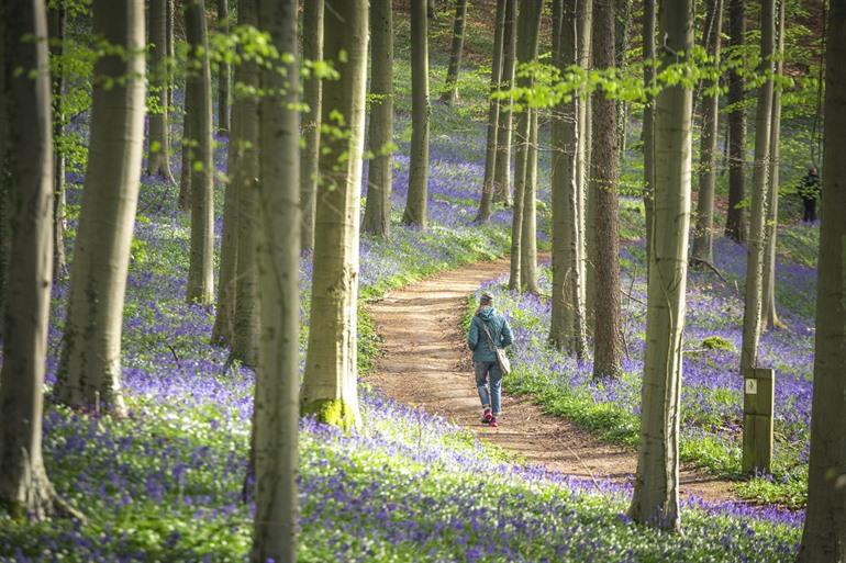 Boshyacinten Hallerbos