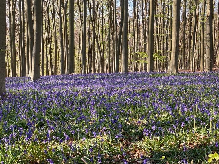 Boshyacinten in het Kluisbos
