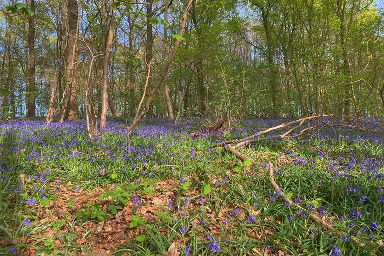 Boshyacinten in het Kravaalbos, bij Asse