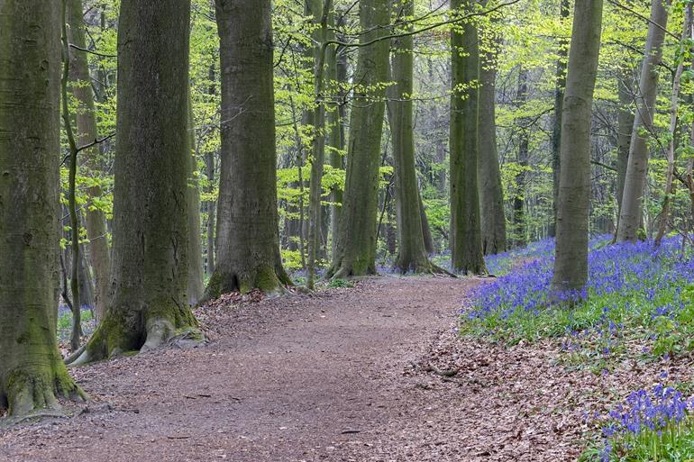 Boshyacinten in het Neigembos