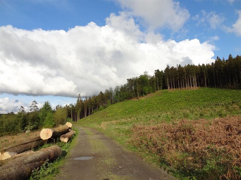 Boswandeling in Chiny