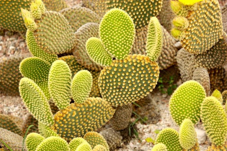 Botanische Tuin Cagliari