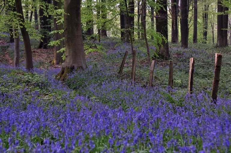 Brakelbos in Brakel, Vlaamse Ardennen