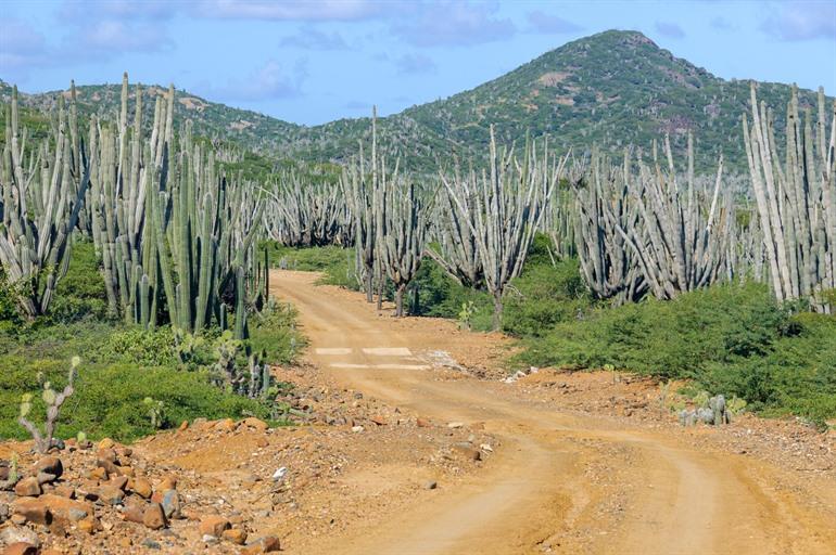 Brandaris op Bonaire
