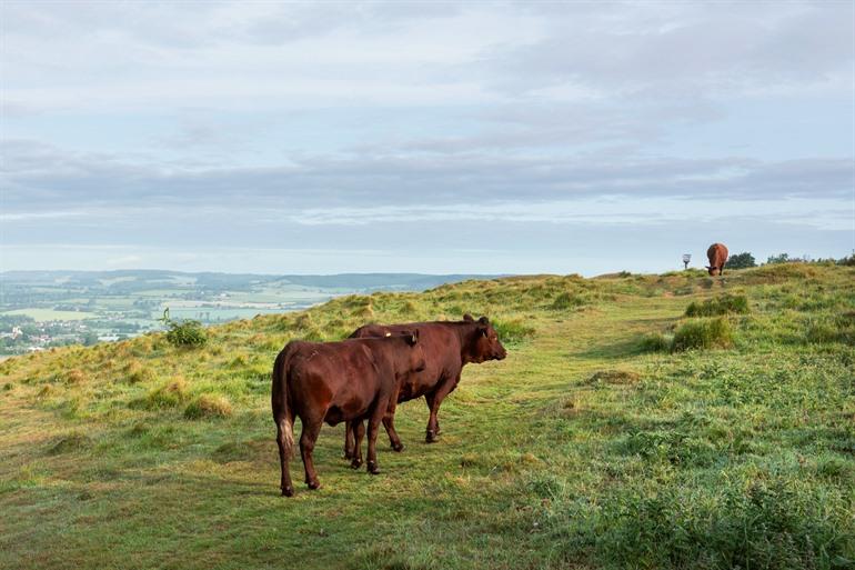 Bruine koeien in het glooiende Kent Downs