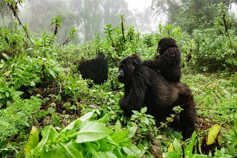 Bwindi Impenetrable Forest Oeganda
