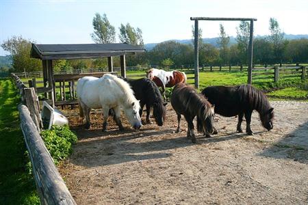 Camping & Ferienpark Buschhof boeken