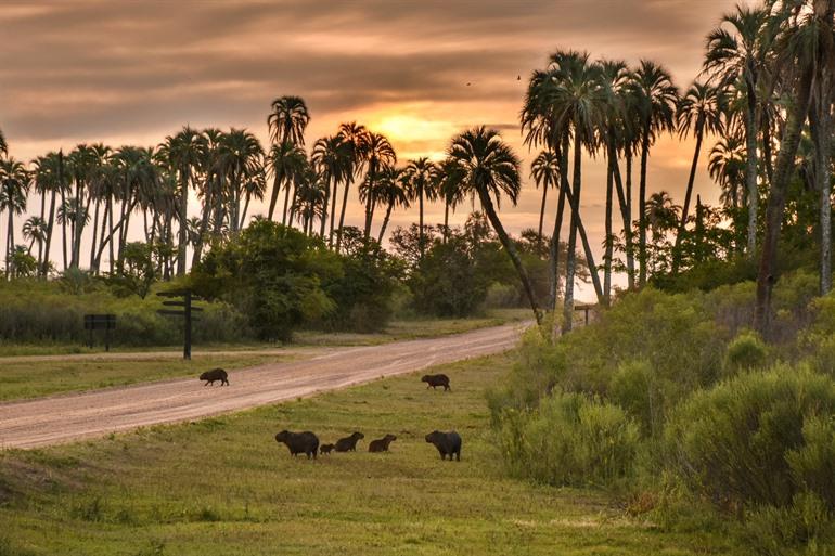 Capibara's in het palmenpark