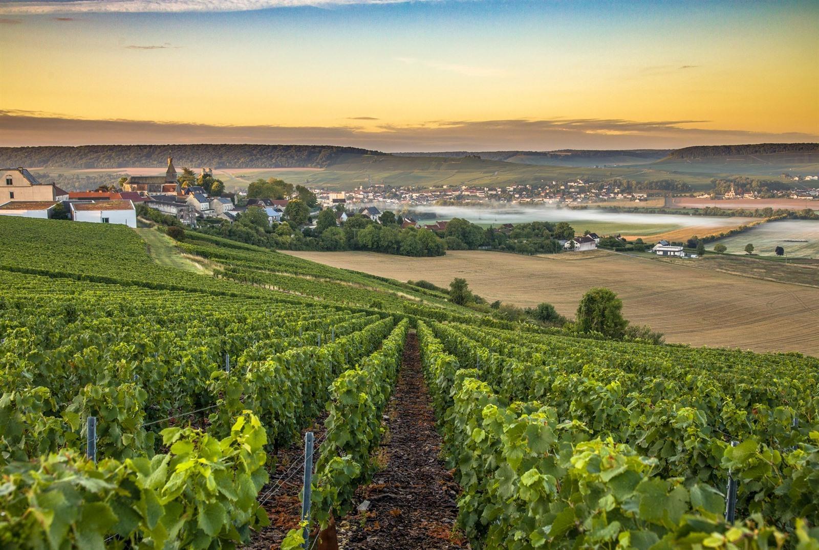 Champagnestreek bezoeken met de auto? Tips & info over de Champagne regio