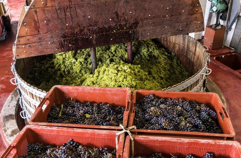 Chardonnay-druiven in de perser van een champagnehuis